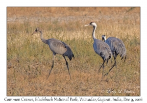 Common Cranes