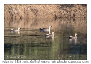 Indian Spot-billed Ducks