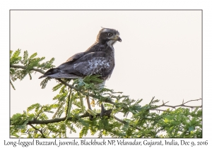 Long-legged Buzzard