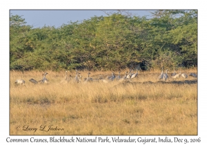 Common Cranes