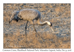 Common Crane