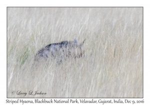 Striped Hyaena