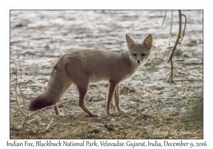 Indian Fox