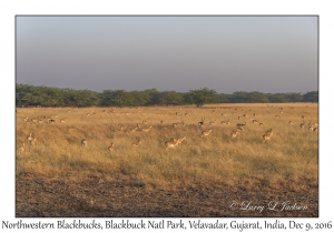 Northwestern Blackbucks