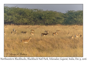 Northwestern Blackbucks