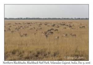 Northwestern Blackbucks