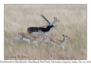 Northwestern Blackbucks