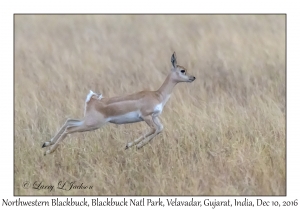 Northwestern Blackbuck