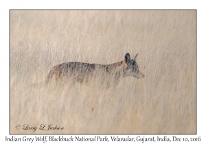 Indian Grey Wolf