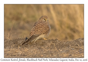 Common Kestrel