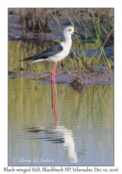 Black-winged Stilt