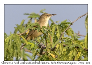 Clamorous Reed Warbler