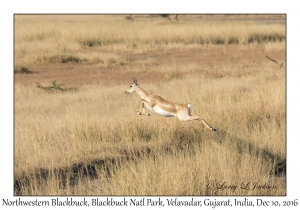 Northwestern Blackbuck