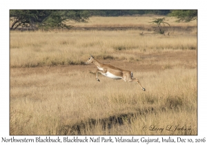 Northwestern Blackbuck