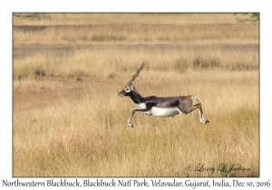 Northwestern Blackbuck