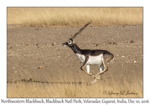 Northwestern Blackbuck