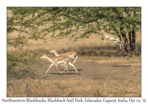 Northwestern Blackbucks