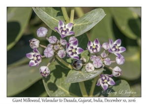 Giant Milkweed