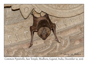 Common Pipistrelle