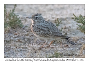 Crested Lark