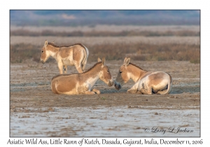 Asiatic Wild Ass