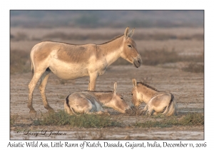 Asiatic Wild Ass