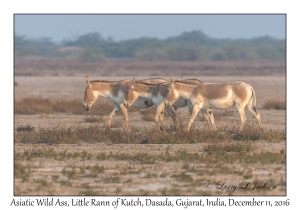 Asiatic Wild Ass