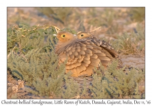 Chestnut-bellied Sandgrouse