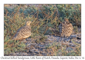 Chestnut-bellied Sandgrouse