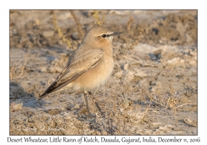 Desert Wheatear