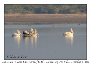 Dalmatian Pelicans