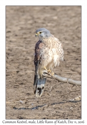 Common Kestrel