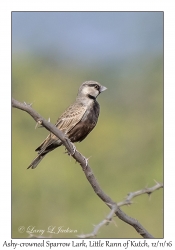 Ashy-crowned Sparrow Lark