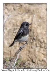 Oriental Magpie Robin