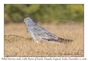 Pallid Harrier