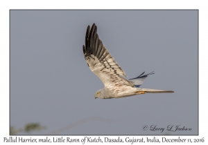 Pallid Harrier