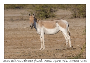 Asiatic Wild Ass