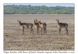 Nilgai