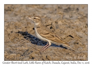 Greater Short-toed Lark