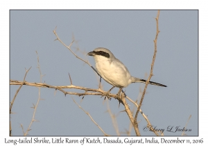 Long-tailed Shrike