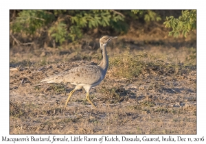 Macqueen's Bustard