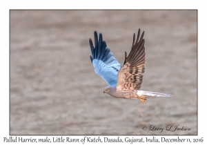 Pallid Harrier