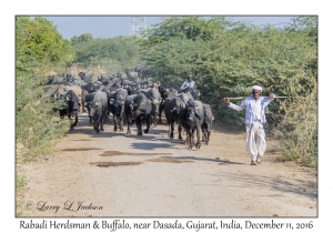 Rabadi Herdsman