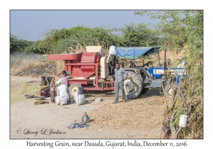 Harvesting Grain