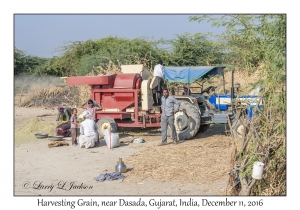 Harvesting Grain