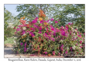 Bougainvilleas