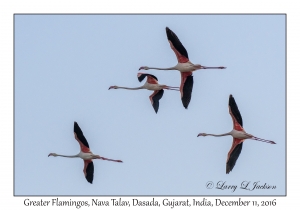 Greater Flamingos