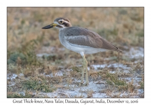 Great Thick-knee