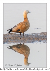 Ruddy Shelduck