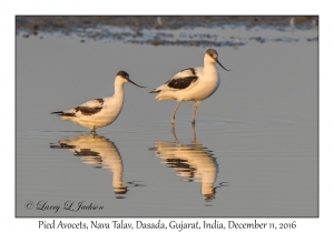 Pied Avocets